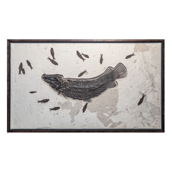 The Rarest Fossil Gar of Green River