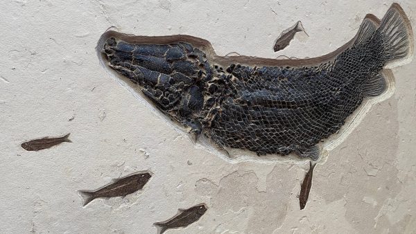 The Rarest Fossil Gar of Green River