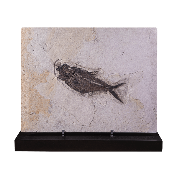 Fish Aspiration