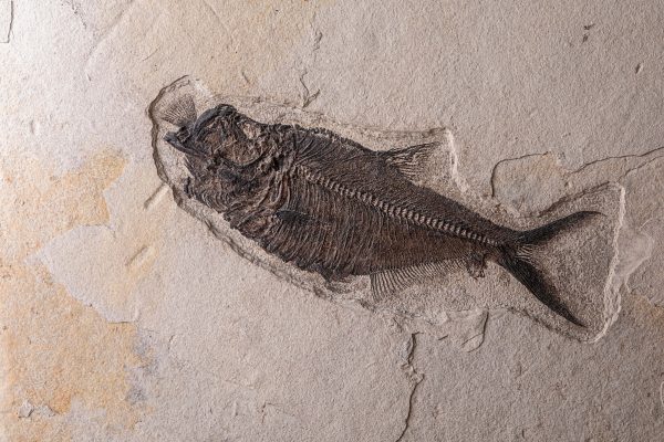 Fish Aspiration