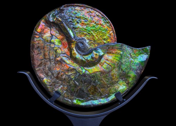 Fossil Iridescent Ammolite on Floating Iron Stand