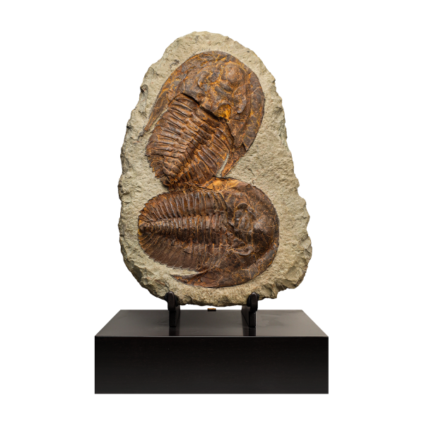 Trilobite Pair