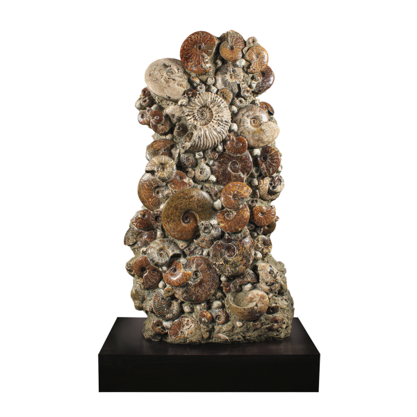 Ammonite and Nautilus Association