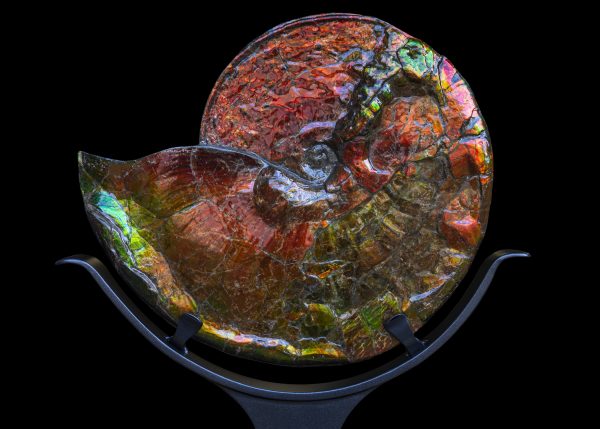 Fossil Iridescent Ammolite on Floating Iron Stand