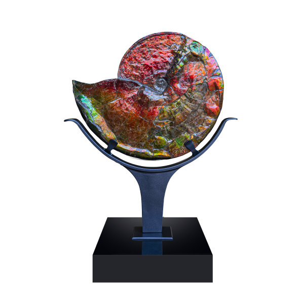 Fossil Iridescent Ammolite on Floating Iron Stand