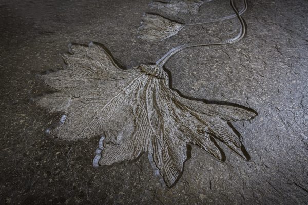 Fossil Sea Lily Quartet