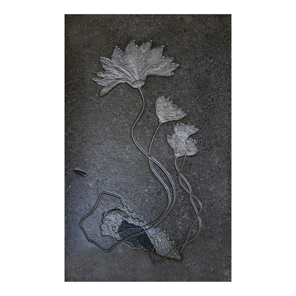 Sea Lily Quartet