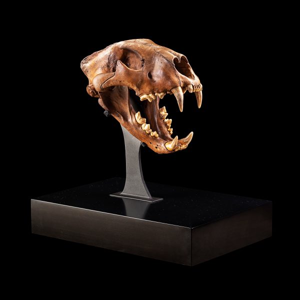 Cave Lion Skull