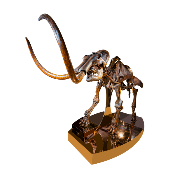 Rosie – Mammoth Skeleton