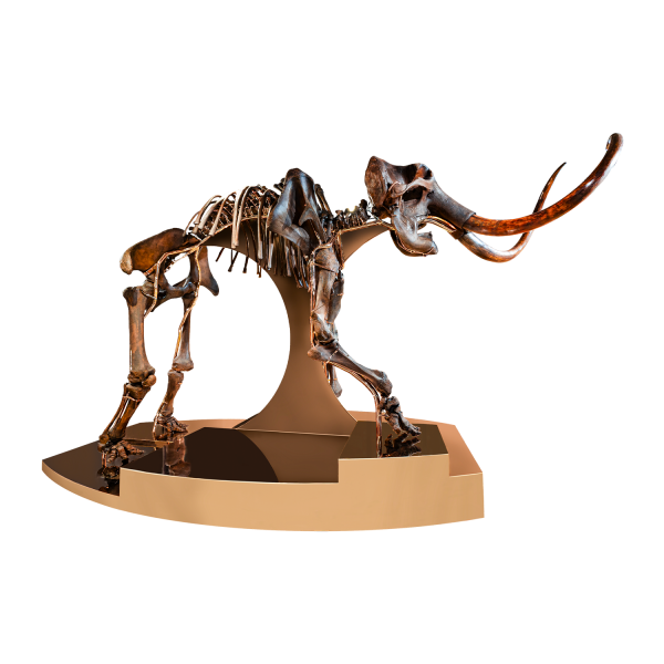 Rosie – Mammoth Skeleton