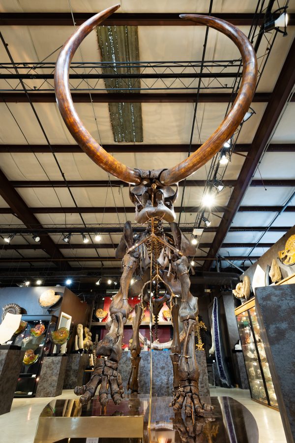 Rosie – Mammoth Skeleton