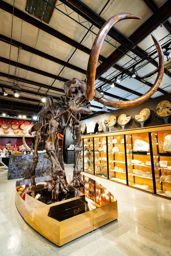 Rosie – Mammoth Skeleton
