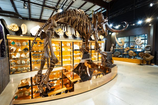 Rosie – Mammoth Skeleton