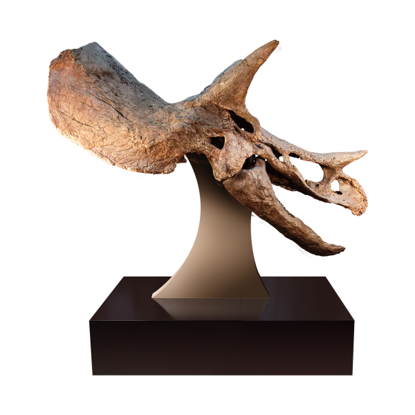 Russ – Triceratops Skull