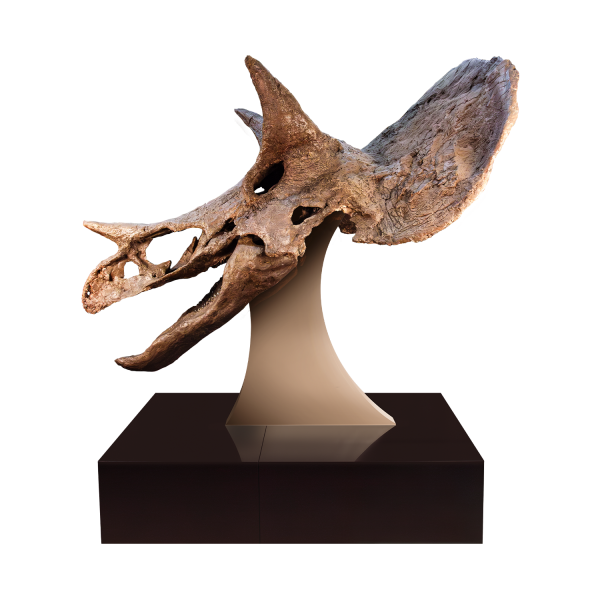 Russ – Triceratops Skull