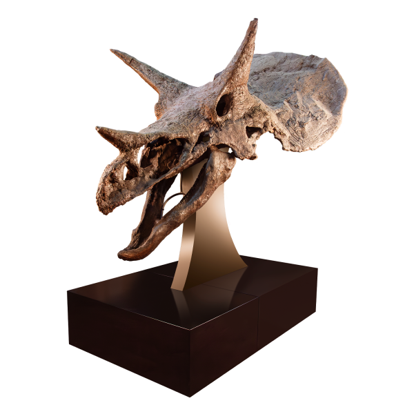 Russ – Triceratops Skull