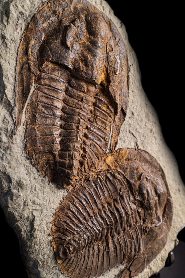 Trilobite Pair