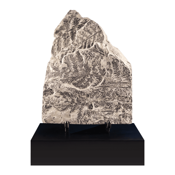 Fossil Fern