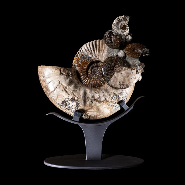 Fossil Ammonites Cluster