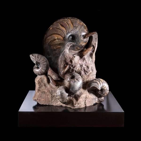Fossil Nautiloids Association