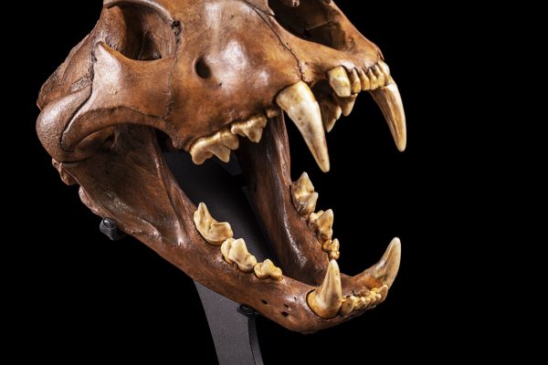 Cave Lion Skull