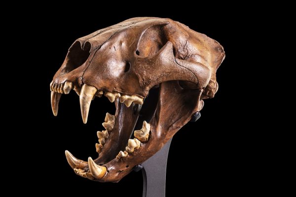 Cave Lion Skull
