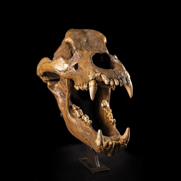 Fossil Cave Bear Skull