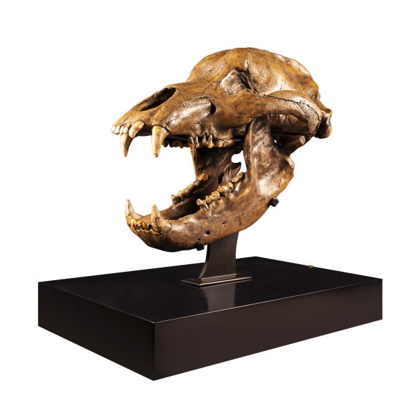 Fossil Cave Bear Skull