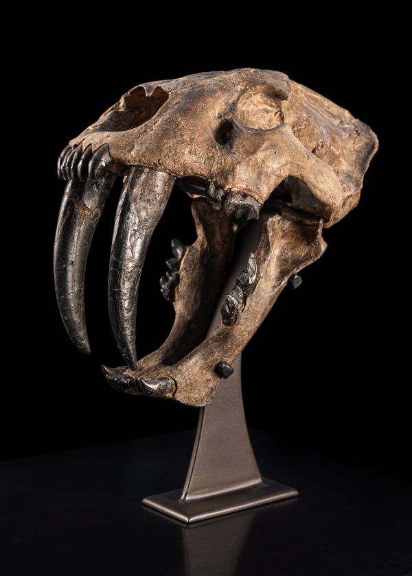 Fossil Saber Tooth Cat Skull