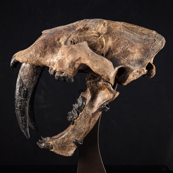 Fossil Saber Tooth Cat Skull