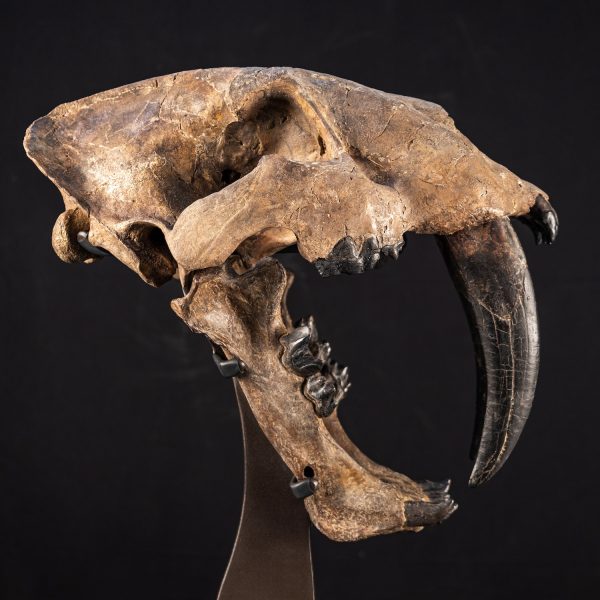Fossil Saber Tooth Cat Skull