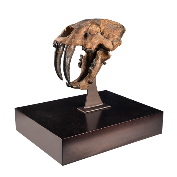 Fossil Saber Tooth Cat Skull