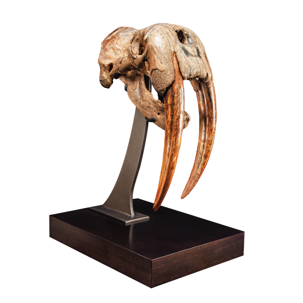 Fossil Walrus Skull with Tusks