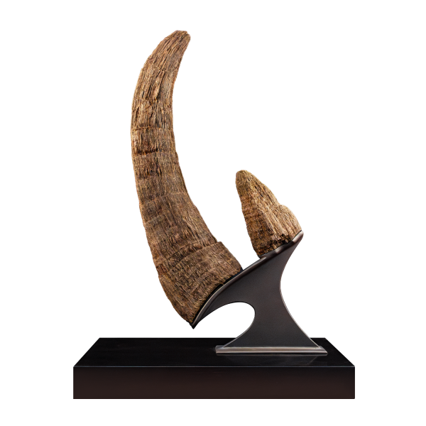 Fossil Woolly Rhinoceros Horns
