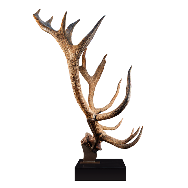 Fossil Ice Age Red Deer Antlers and Skullcap