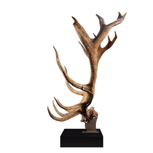 Fossil Ice Age Red Deer Antlers and Skullcap