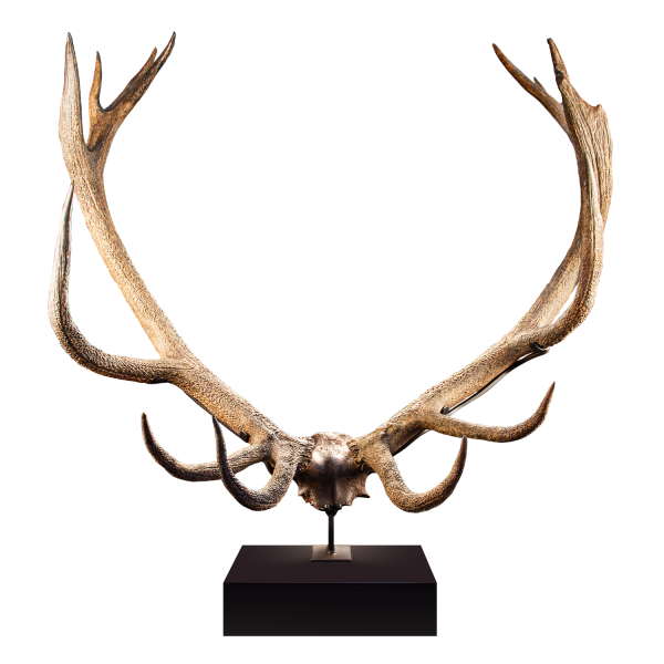 Ice Age Red Deer Antlers and Skullcap