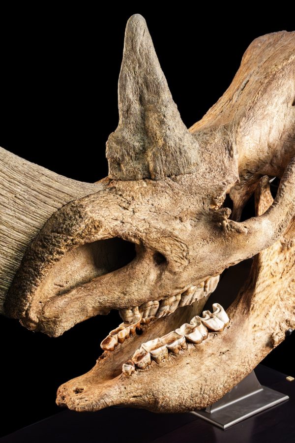 Fossil Woolly Rhinoceros Skull