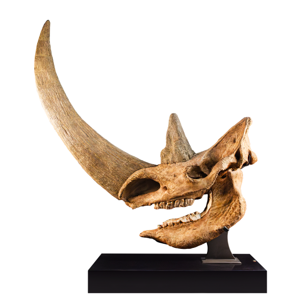 Fossil Woolly Rhinoceros Skull