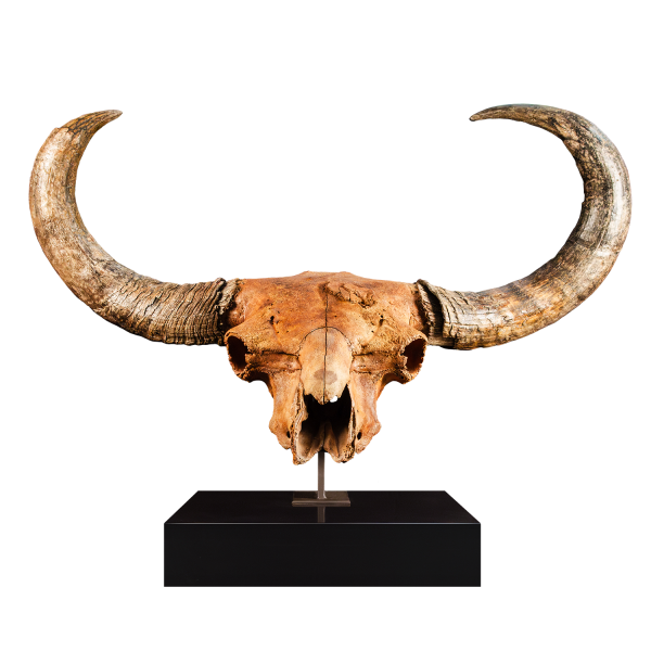 Fossil Bison Skull
