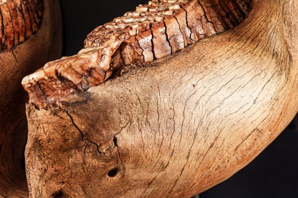 Mammoth Jaw - Image 2