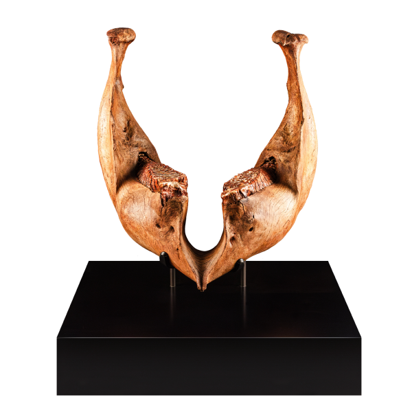 Fossil Mammoth Jaw Front View