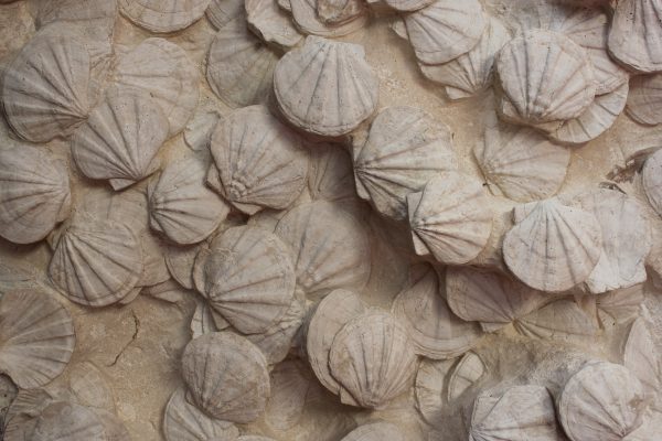 Scallop Shells