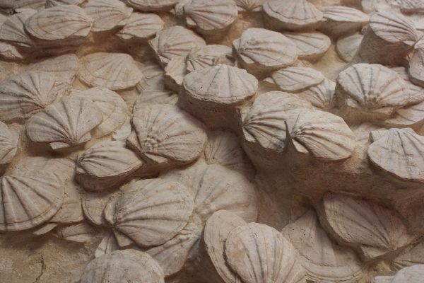 Scallop Shells