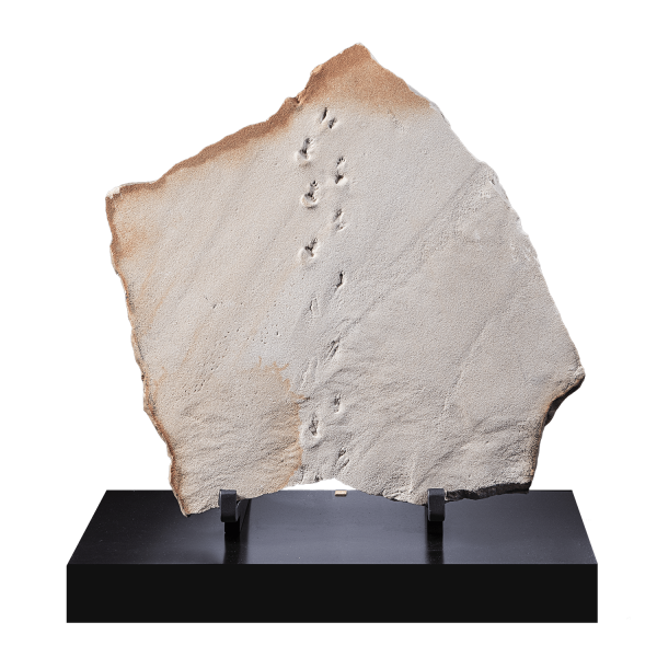 Fossil Tracks: Insect Encounters Reptile