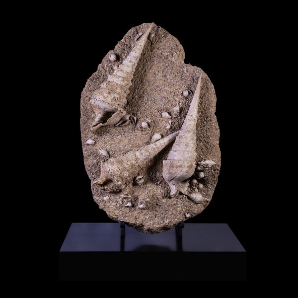Fossil Gastropods Association