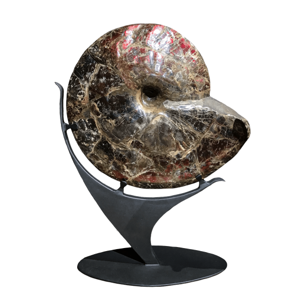 Red Ammolite