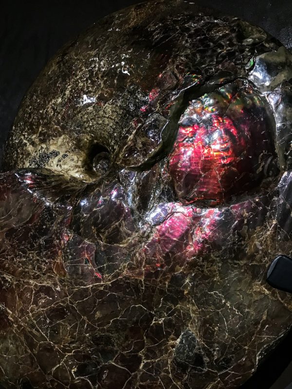 Red Ammolite