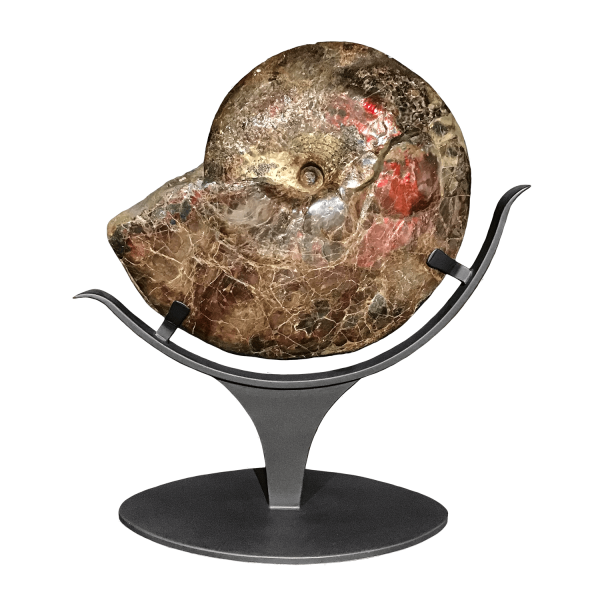 Red Ammolite