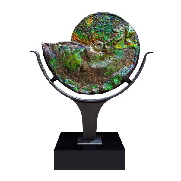 Iridescent Ammolite